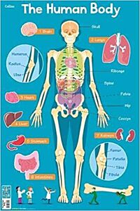 HUMAN BODY (COLLINS CHILDREN’S POSTER)